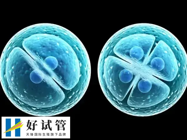 试管取卵的目的是获取卵子