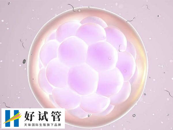 囊胚送检需要1个月时间