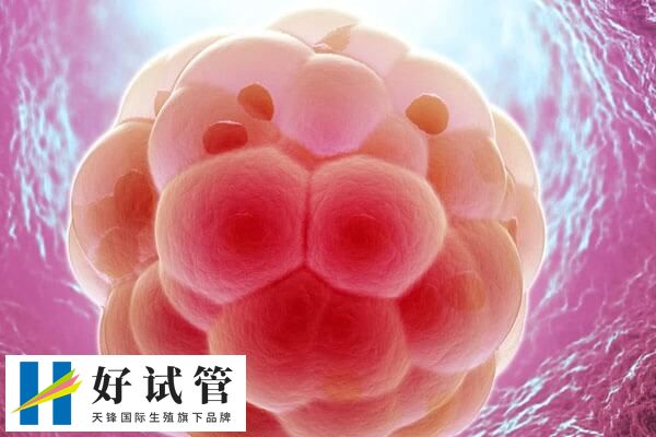 鲜胚8细胞发育阶段更接近最佳标准