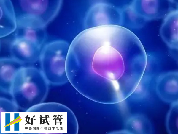 卵泡的数量和质量是十分重要的