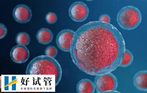 C级滋养外胚层胚胎的活产率低于B级