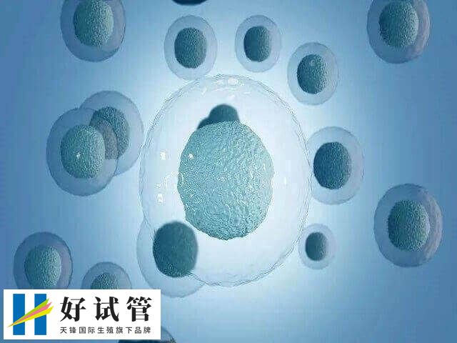 促排卵可以促进卵泡的发育和成熟