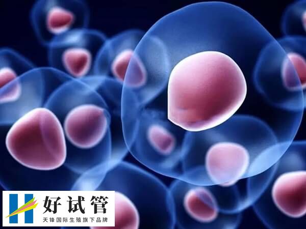 情绪稳定对于促进胚胎着床非常重要