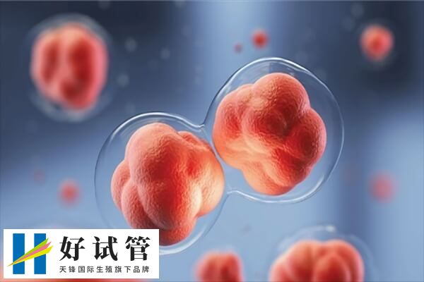 三级胚胎种植率达20%左右