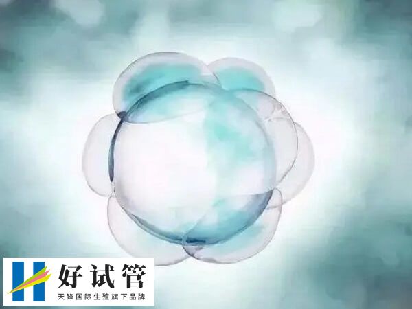 一卵多精的胚胎通常存在发育潜能低