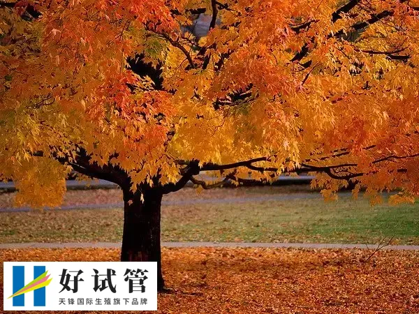 秋季天气转凉更有利于细菌和病毒的传播