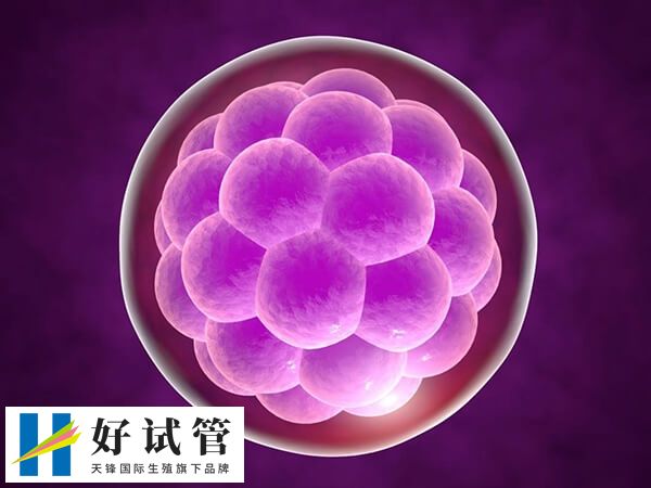 4BB囊胚的质量属于中等偏上水平