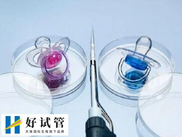 利用三代试管婴儿技术选择龙凤胎的成功率比自然受孕怀双胞胎的成功率较高